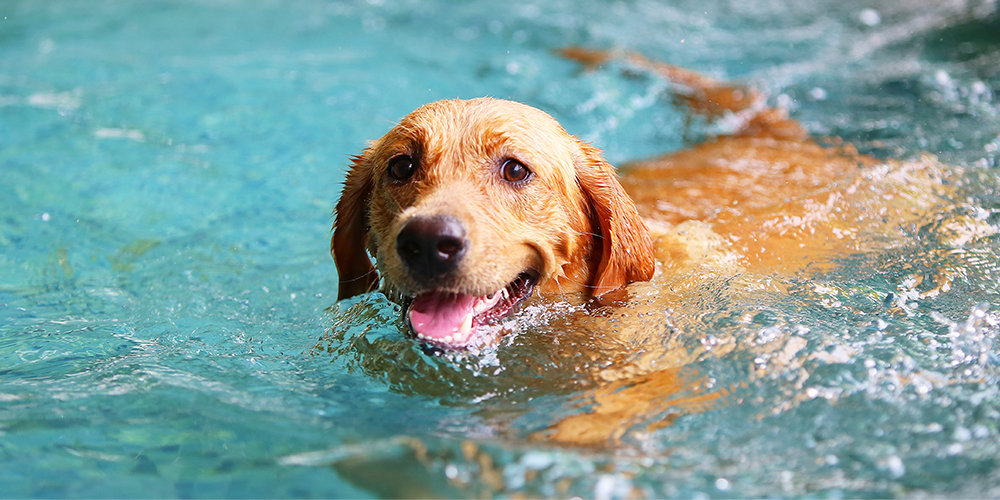 Hund schwimmt im Wasser